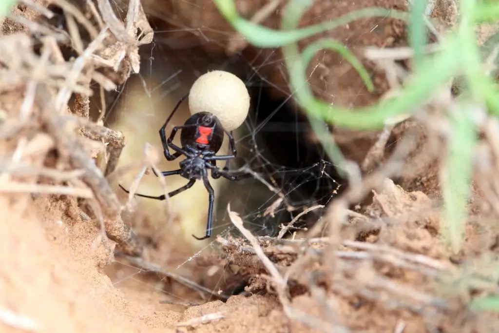 Black widow spider with glossy red hourglass marking on abdomen next to white egg sac on sandy ground