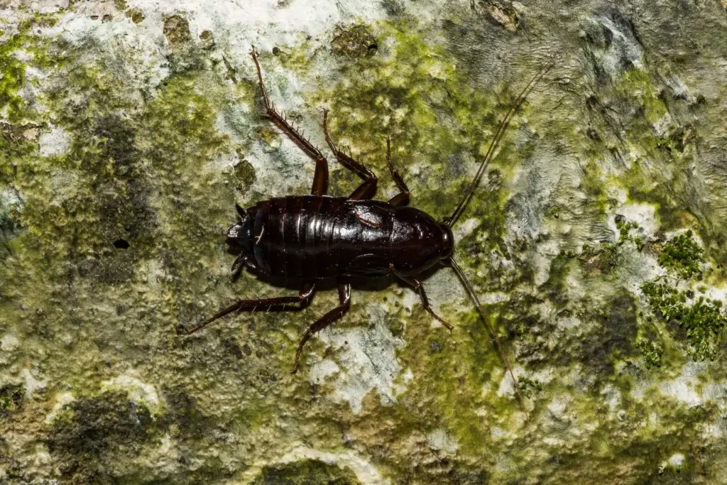 Oriental cockroach
