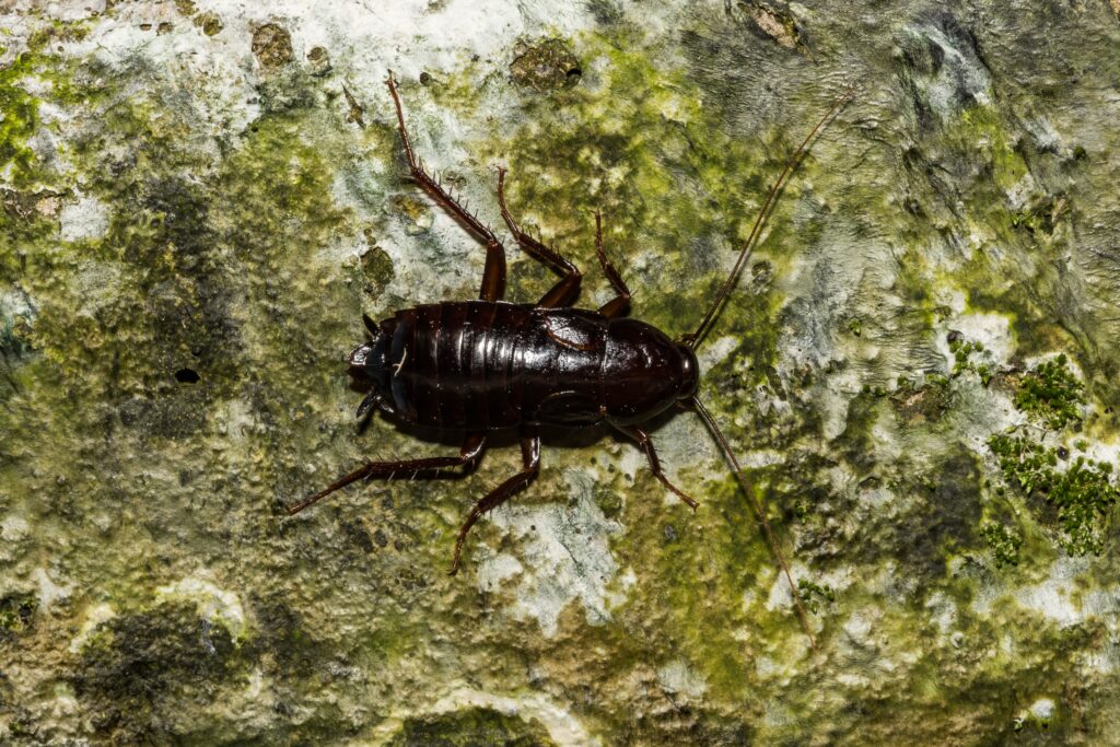 Oriental cockroach