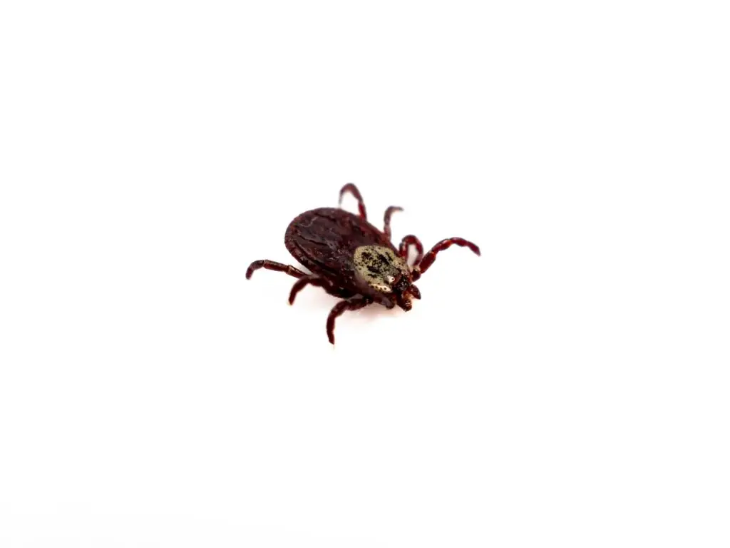 Pacific coast tick