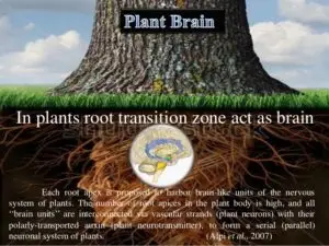 plant-intelligence-79-638