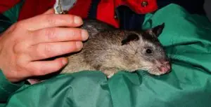 rat-as-pet-1914404_960_720