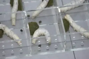 silk-worm-expiraments