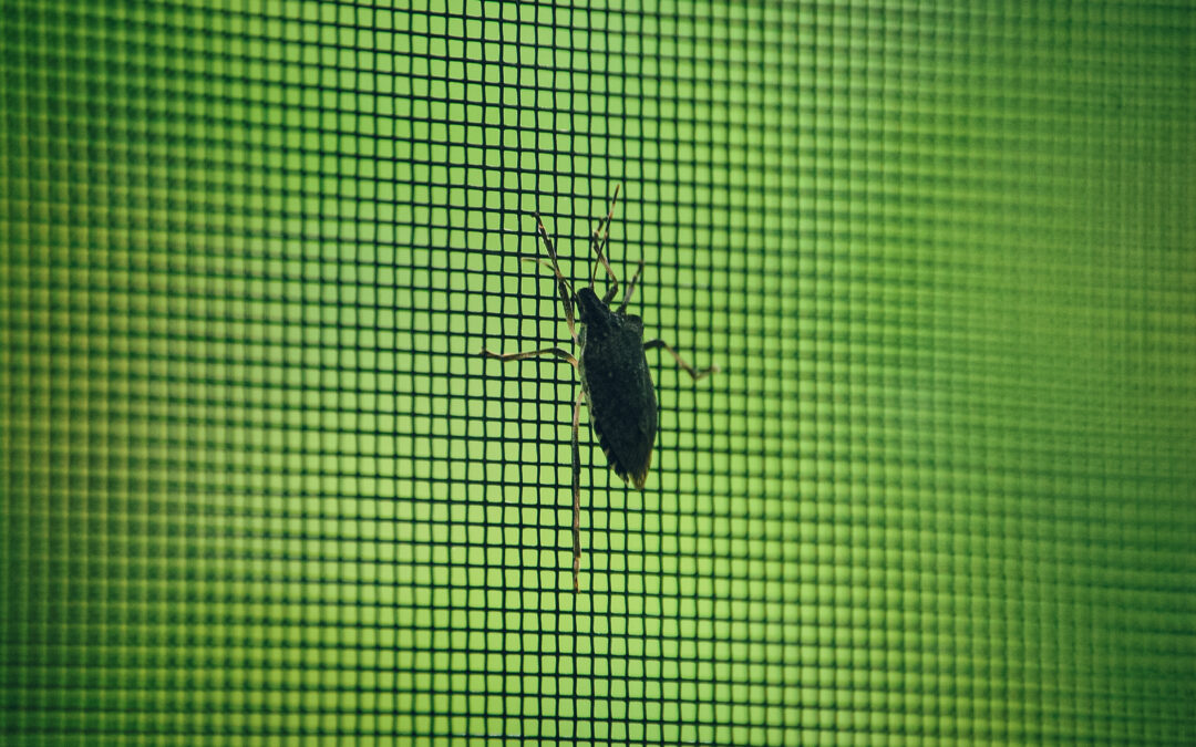 That Stink Bug on the Window Screen Wants to Winter Indoors