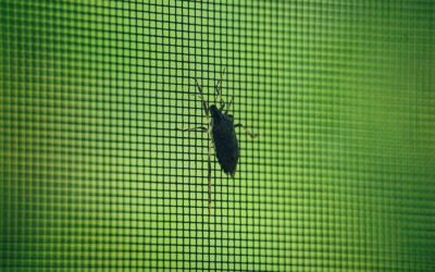 That Stink Bug on the Window Screen Wants to Winter Indoors