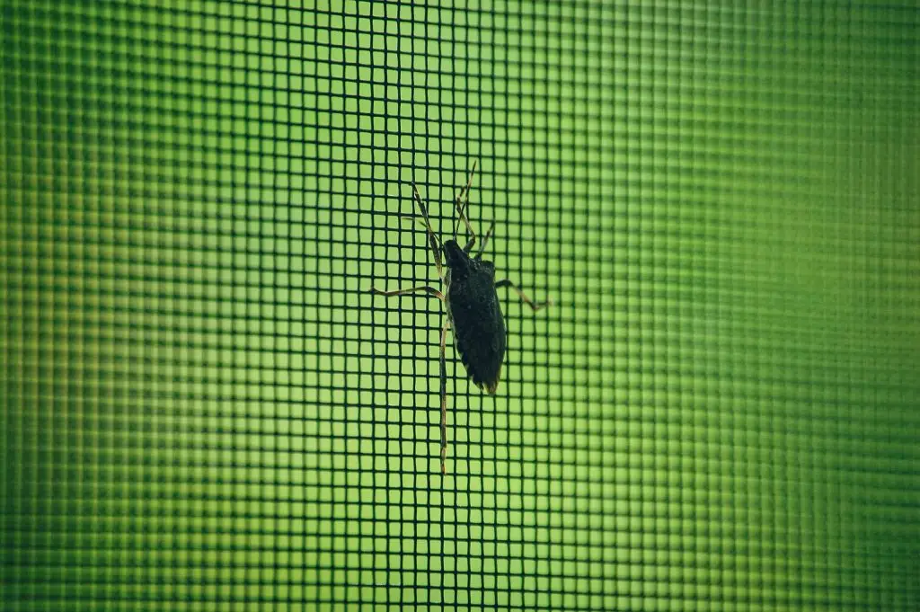 Dark insect with long antennae on a bright green window screen mesh