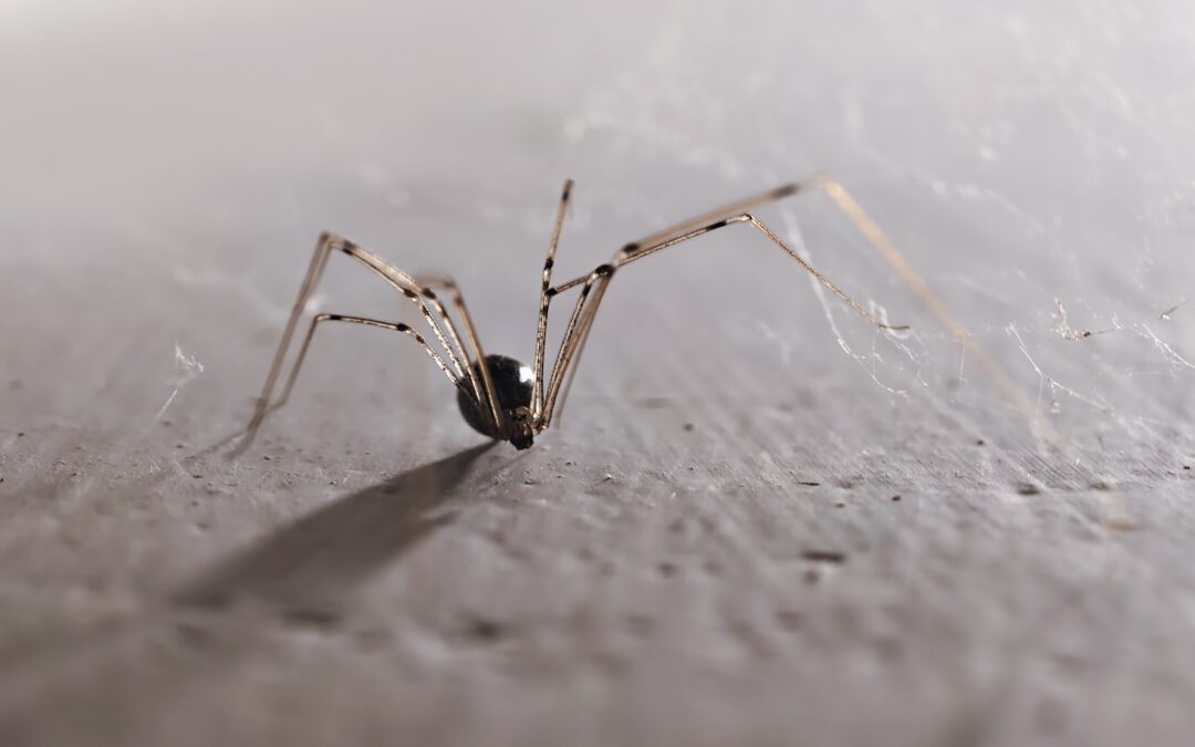 The Daddy Long Legs Venom Myth Refuses to Die