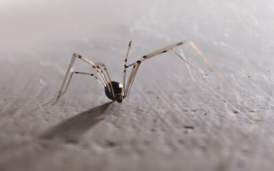 The Daddy Long Legs Venom Myth Refuses to Die