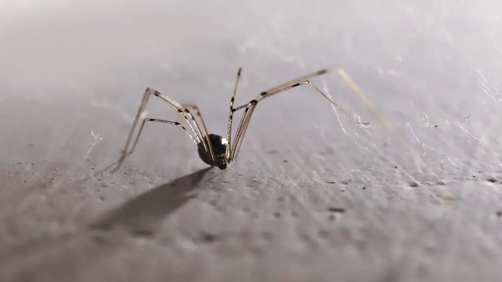 A daddy longlegs spider with extremely long, thin legs stands on a gray textured surface