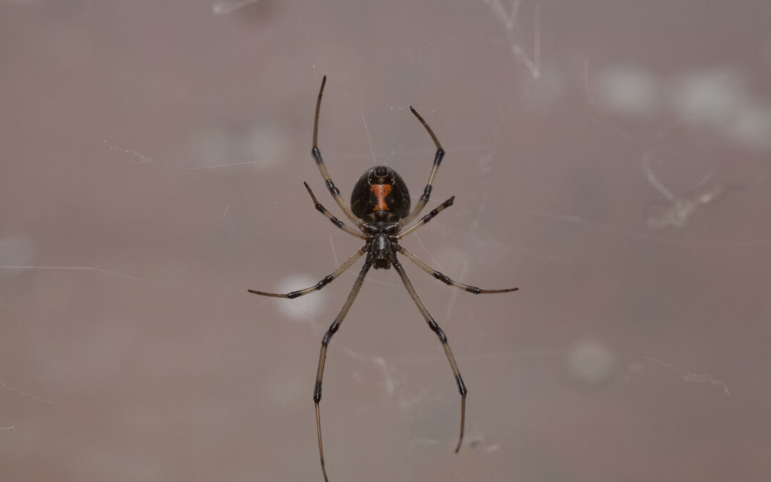 The Western Black Widow Is Southern California’s Riskiest Spider
