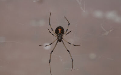 The Western Black Widow Is Southern California’s Riskiest Spider