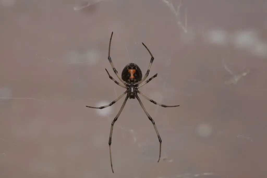Dark spider with red markings on abdomen displayed against neutral background