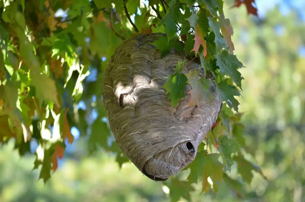 A papery wasp nest hanging from tree branches surrounded by green leaves