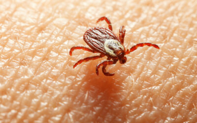 Ticks in California: Species, Season, and Bite Safety