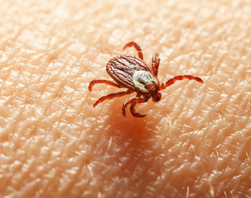 A red and brown tick with extended legs on human skin