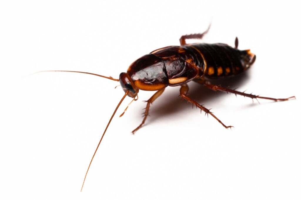 Turkestan cockroach