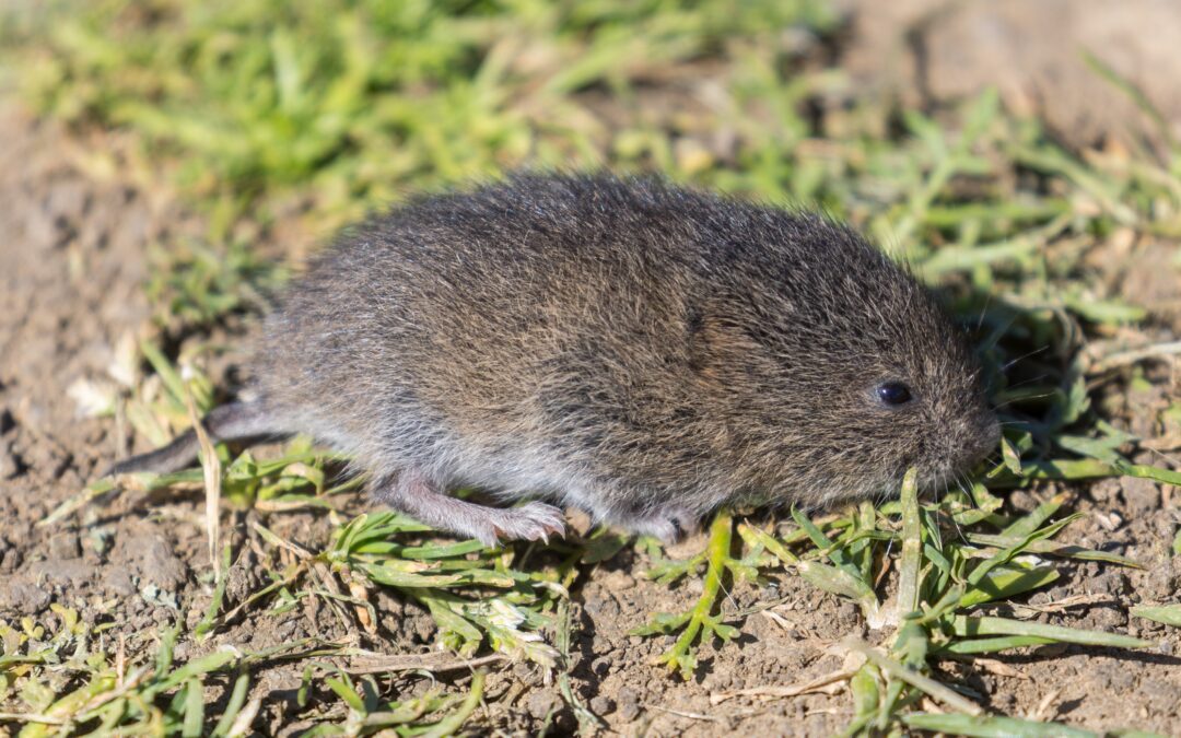 Voles in California: Yard Damage and Seasonal Signs