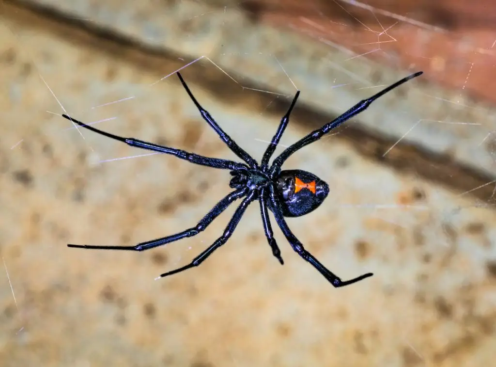 A dark blue and black spider with a red hourglass marking on its abdomen sits on a light textured surface.