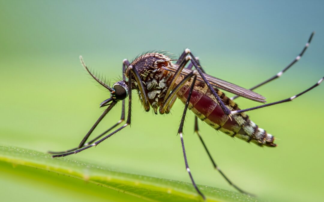What Actually Works for Mosquito Control When San Diego Summer Refuses to End