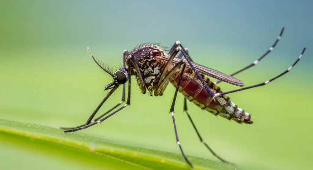A mosquito with dark body and striped red abdomen perched on a green leaf