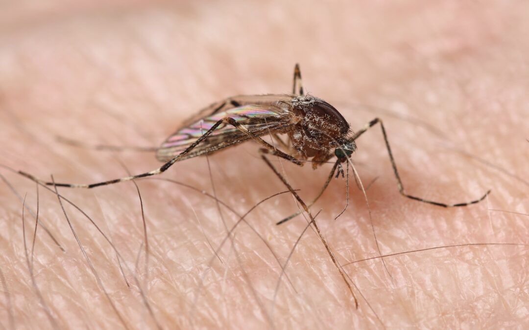 What Attracts Mosquitoes to Some People More Than Others