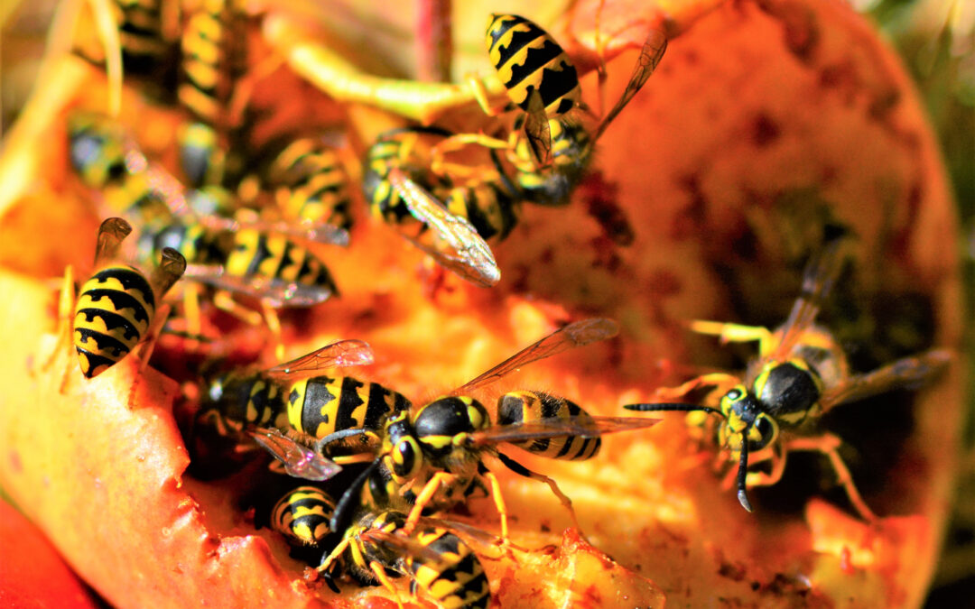 Why Yellow Jackets Get So Pushy at San Diego Picnics in September