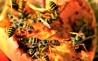 Why Yellow Jackets Get So Pushy at San Diego Picnics in September
