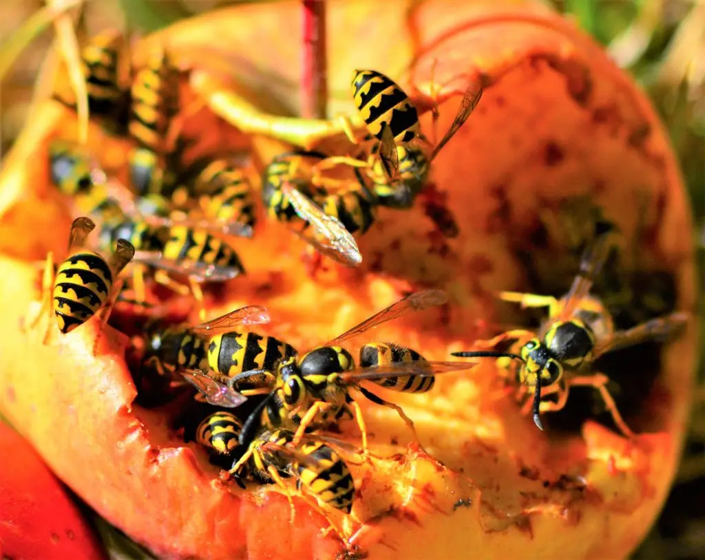 Multiple yellow and black striped wasps feeding on an orange flower bloom