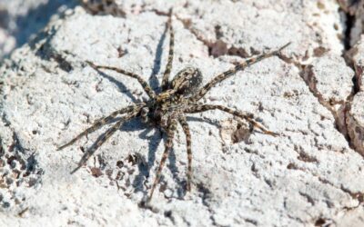 Wolf Spiders in California: Identification and Facts