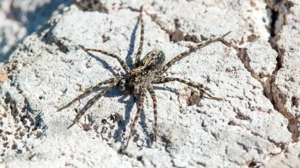 Tan and brown spider with long legs on white cracked sand surface