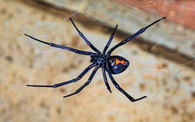 Are Black Widows Deadly or Just Seriously Overhyped?