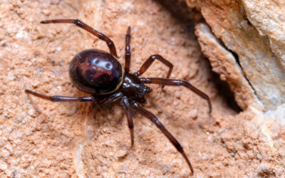 The False Black Widow Fools Homeowners All Over California