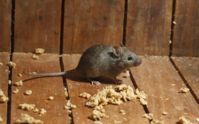 How to Get Rid of Mice Without Turning Your Home Into a Trap Museum