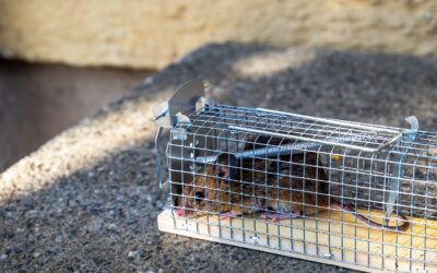 Mice Traps Catch More When You Place Them Like a Pro