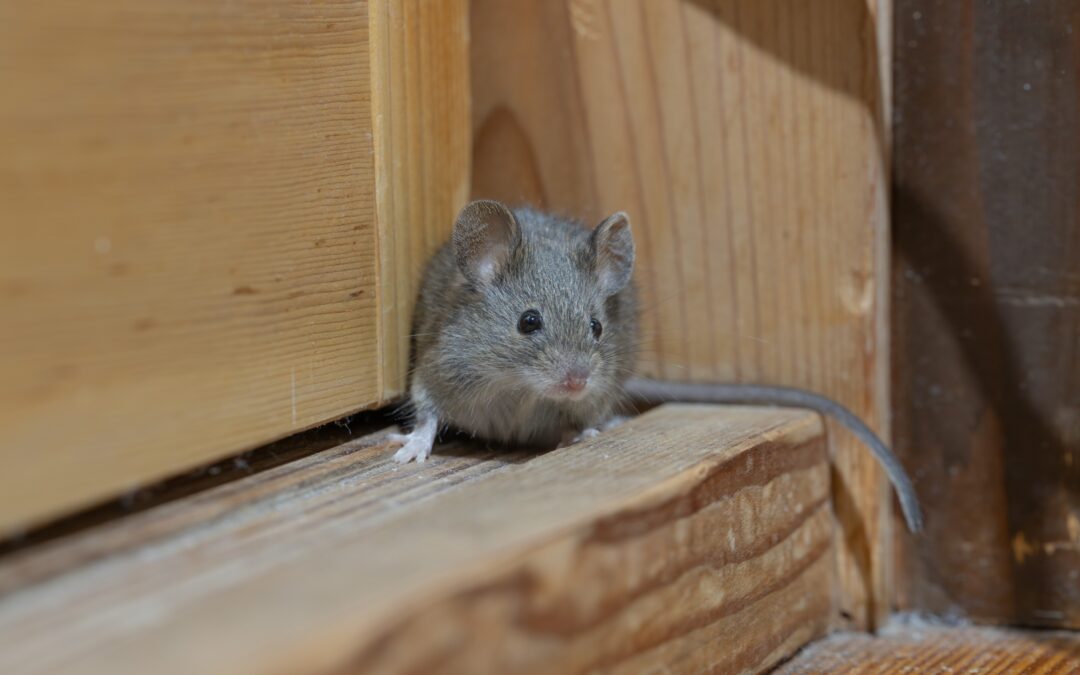 Scratching Sounds at Night Often Mean Mice in Walls