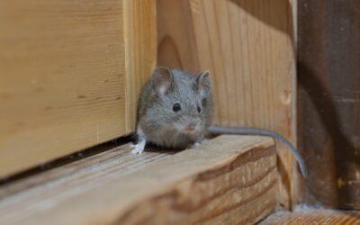 Scratching Sounds at Night Often Mean Mice in Walls