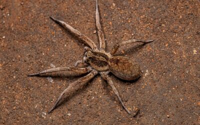 Southern California Spiders Get Busy Once September Arrives