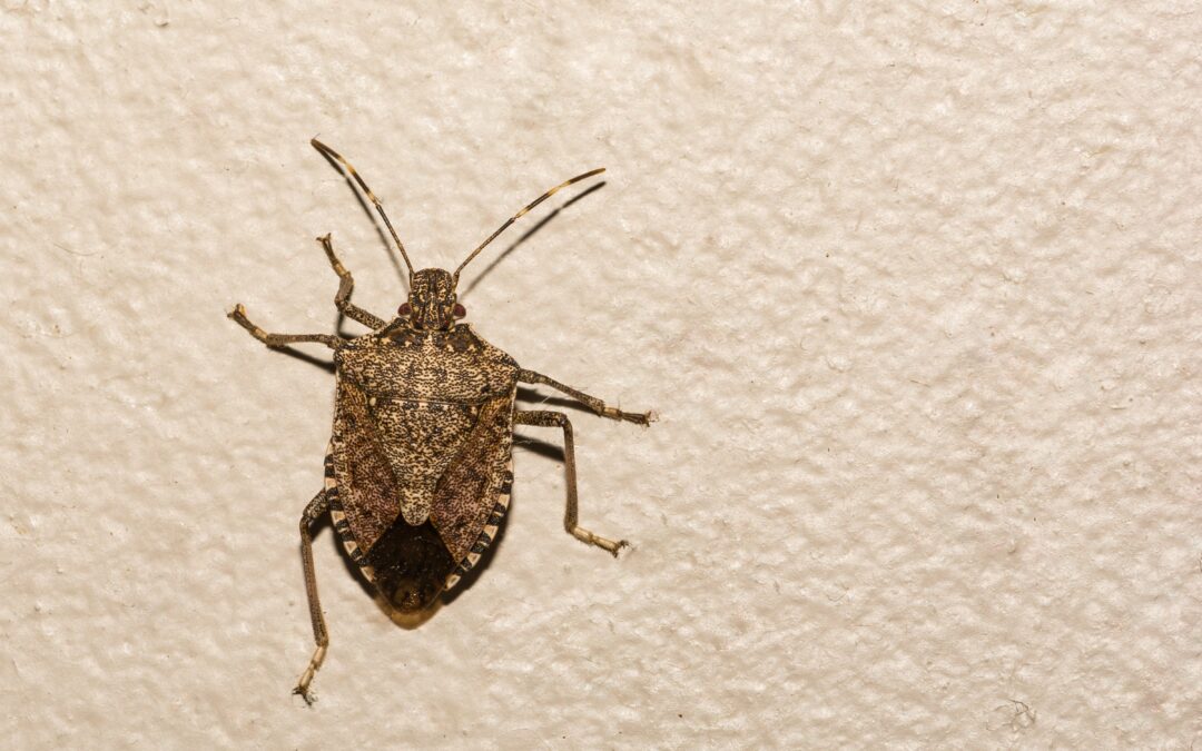 Stink Bugs in California Line Up Early for a Winter Indoors