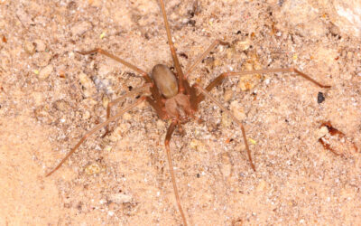 The Desert Recluse Is the Recluse Californians Actually Encounter