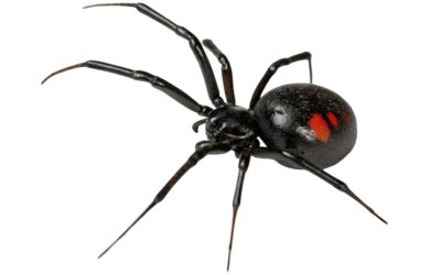 Where Do Black Widows Live and Hide Around Your Home?