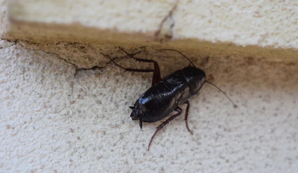 Large dark Oriental cockroach clinging beneath a textured exterior wall crack