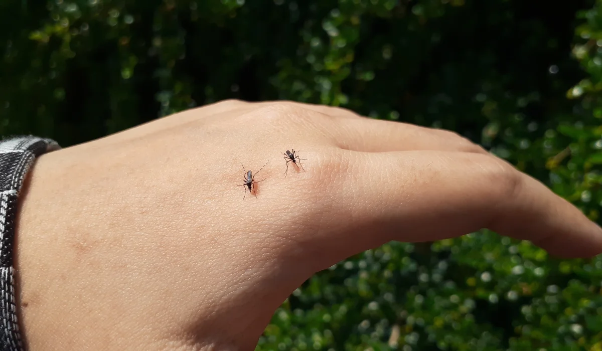 Dangerous Malaria Infected Mosquito Skin Bite. Mosquito bite human hand.