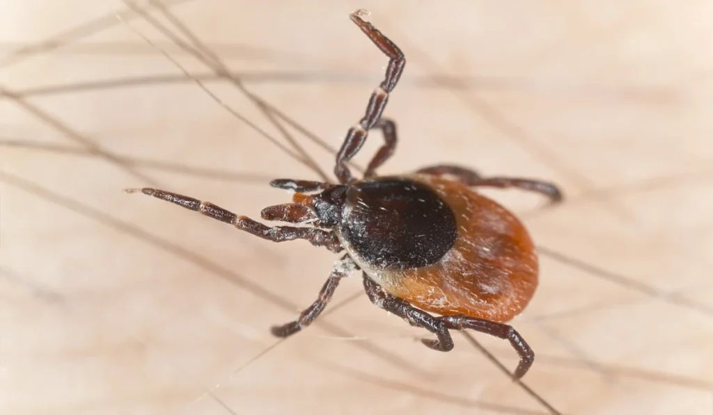 Tick feeding on human, extreme close up with high magnification, focus on tick head