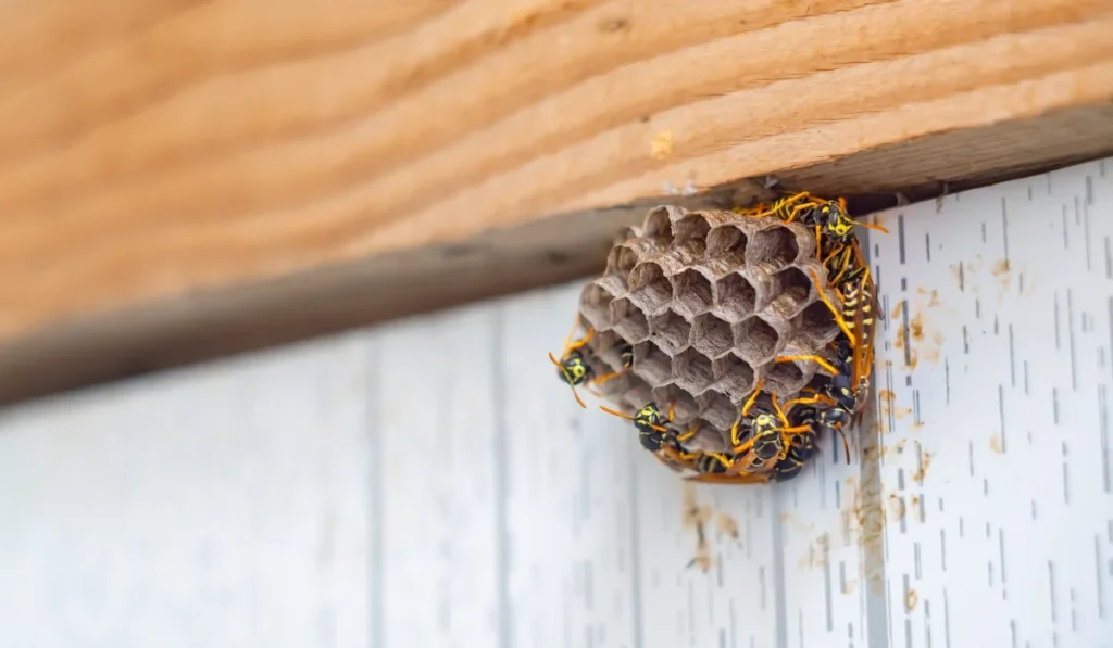 the newly built honeycomb of a wasp's nest, along with insects, wild wasps, is attached to the wall of a wooden shed